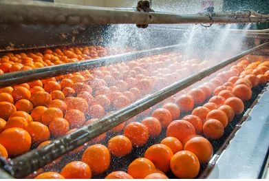 process-washing-cleaning-citrus-fruits_resultado process-washing-cleaning-citrus-fruits_resultado